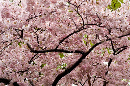cherry tree blossom japan. We have a loom-gazing event